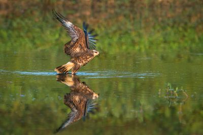 Milan des marais -- Snail kite