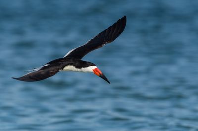 Bec-en-ciseaux noir -- Black skimmer