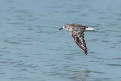 Pluvier argenté -- Grey Plover