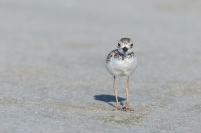 Pluvier de Wilson -- Wilson's Plover