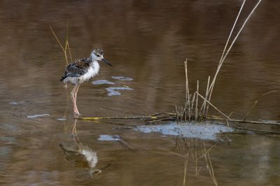 chasse d'Amrique -- Black-Necked Stilt