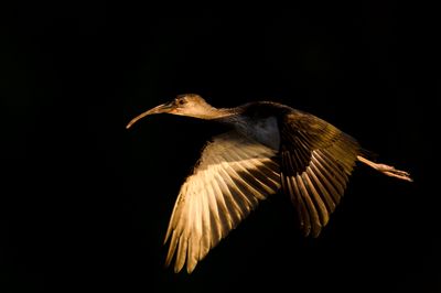 Ibis blanc- American White Ibis