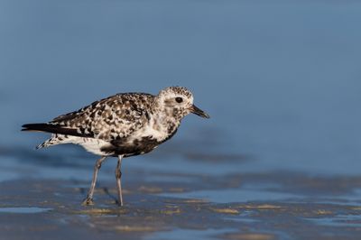 Pluvier argenté -- Grey Plover