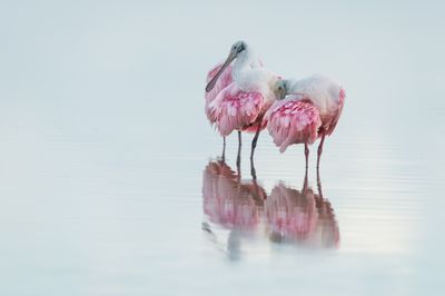 Spatules roses -- Roseate Spoonbill