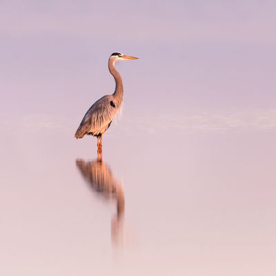 Grand héron -- Great Blue Heron