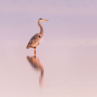 Grand hron -- Great Blue Heron