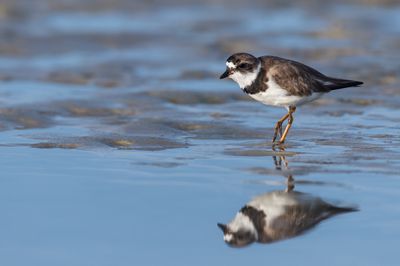 Pluvier semipalmé -- Semipalmated Plover