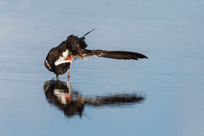 Bec-en-ciseaux noir -- Black skimmer