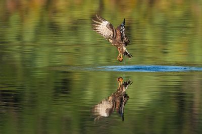 Milan des marais -- Snail kite