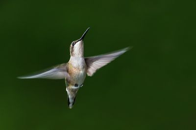 Colibri  gorge rubis -- Ruby-throated Hummingbird