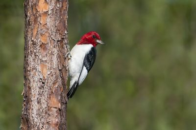Pic  tte rouge -- Red-headed Woodpecker
