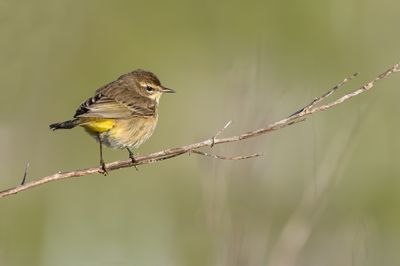 Paruline à couronne rousse -- Palm Warbler