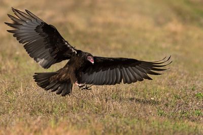 Urubu à tête rouge -- Turkey vulture