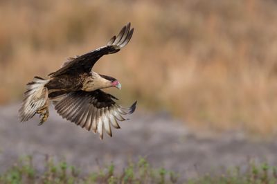 Caracara du Nord -- Crested Caracara
