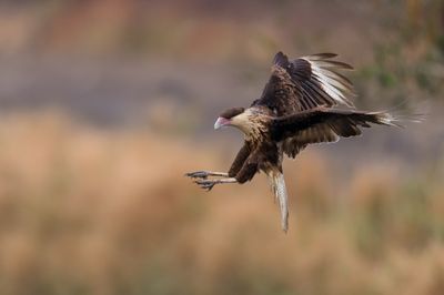 Caracara du Nord -- Crested Caracara
