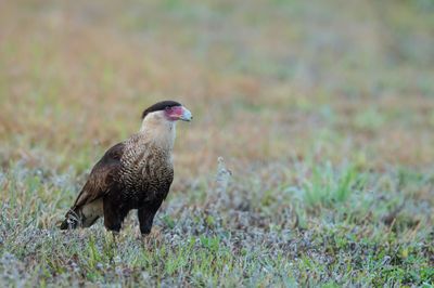 Caracara du Nord -- Crested Caracara