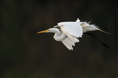 Grande aigrette -- Great Egret