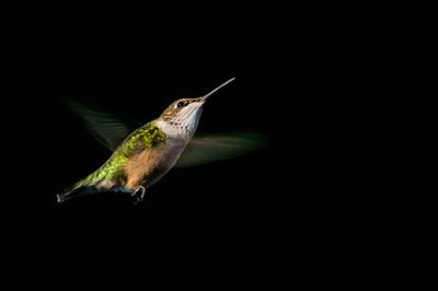 Colibri  gorge rubis -- Ruby-throated Hummingbird