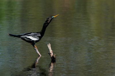 Anhinga d'Amérique -- Anhinga