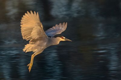 Bihoreau gris -- Black-crowned Night Heron