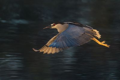 Bihoreau gris -- Black-crowned Night Heron