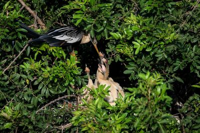 Anhinga d'Amérique -- Anhinga