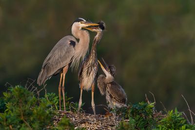 Grand hron -- Great Blue Heron