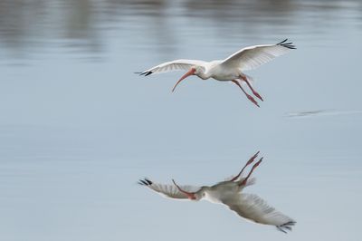 Ibis blanc -- American White Ibis