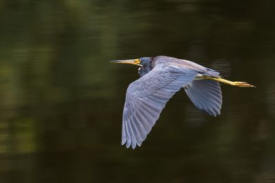 Aigrette tricolore -- Tricolored Heron