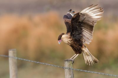 Caracara du Nord -- Crested Caracara