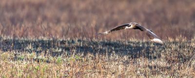 Caracara du Nord -- Crested Caracara