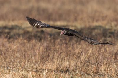 Urubu à tête rouge -- Turkey vulture