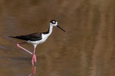 chasse d'Amrique -- Black-Necked Stilt