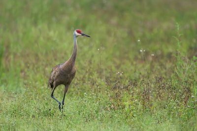 Grue du Canada -- Sandhill Crane