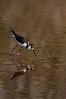 chasse d'Amrique -- Black-Necked Stilt