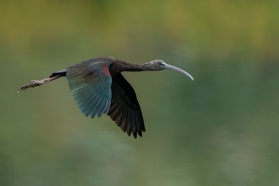 Ibis falcinelle -- Glossy ibis