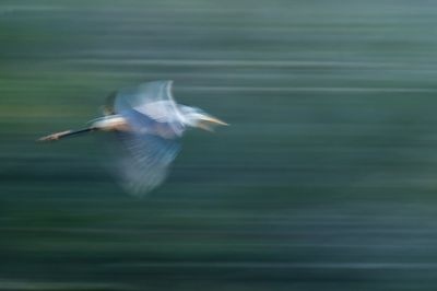 Grand héron -- Great Blue Heron