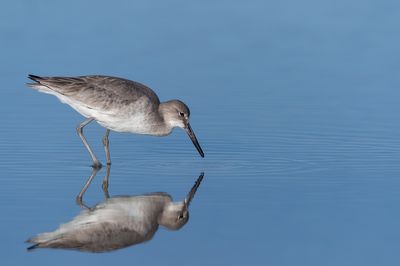 Chevalier semipalmé -- Willet