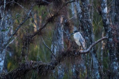 Bihoreau gris -- Black-crowned Night Heron