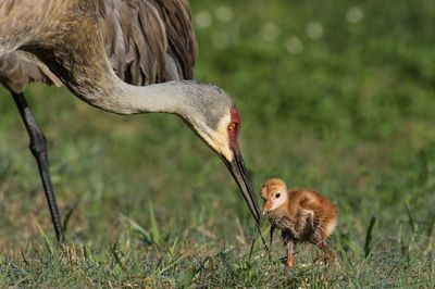 Grue du Canada -- Sandhill Crane