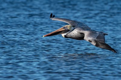 Pélican brun -- Brown pelican
