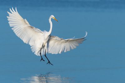 Grande aigrette -- Great Egret