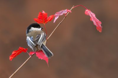 Mésange à tête noire -- Black-capped Chickadee