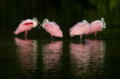 Spatules roses -- Roseate Spoonbill