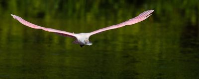 Spatule rose -- Roseate Spoonbill