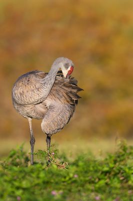 Grue du Canada -- Sandhill Crane