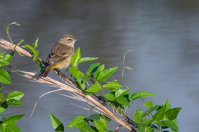 Paruline à couronne rousse -- Palm Warbler