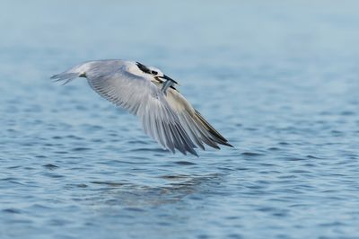 Sterne caugek -- Sandwich Tern