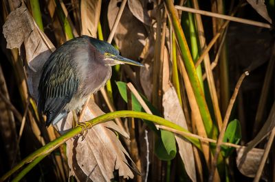 Hron vert -- Green Heron