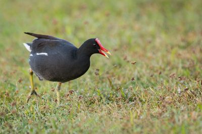 Gallinule poule d'eau -- Common Moorhen